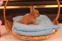 Bebe, a female Maltipoo for sale in Fountain Inn, SC – Photo 3 of 10