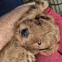 Charlie, a female Maltipoo and Poodle - Toy  for sale in Fountain Inn, SC – 7 of 10