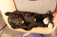 Finn, a male Poodle - Toy  and Miniature Aussiedoodle for sale in Fountain Inn, SC – Photo 6 of 10