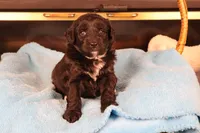 Finn, a male Poodle - Toy  and Miniature Aussiedoodle for sale in Fountain Inn, SC – Photo 7 of 10