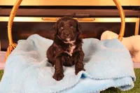 Finn, a male Poodle - Toy  and Miniature Aussiedoodle for sale in Fountain Inn, SC – Photo 4 of 10