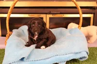 Finn, a male Poodle - Toy  and Miniature Aussiedoodle for sale in Fountain Inn, SC – Photo 2 of 10