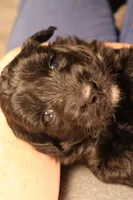 Finn, a male Poodle - Toy  and Miniature Aussiedoodle for sale in Fountain Inn, SC – Photo 9 of 10