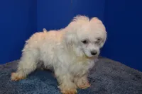 Pearl, a female Maltese for sale in Fountain Inn, SC – 2 of 6