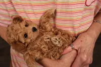 Amber, a female Maltipoo for sale in Fountain Inn, SC – Photo 10 of 10