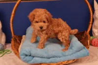Amber, a female Maltipoo for sale in Fountain Inn, SC – Photo 4 of 10