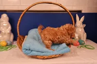 Amber, a female Maltipoo for sale in Fountain Inn, SC – Photo 1 of 10