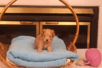 Amber, a female Maltipoo for sale in Fountain Inn, SC – Photo 1 of 10
