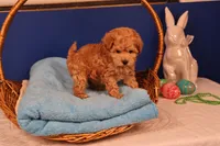 Amber, a female Maltipoo for sale in Fountain Inn, SC – Photo 9 of 10