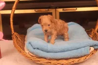 Amber, a female Maltipoo for sale in Fountain Inn, SC – Photo 6 of 10