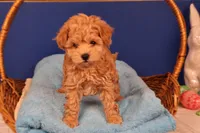 Amber, a female Maltipoo for sale in Fountain Inn, SC – Photo 2 of 10