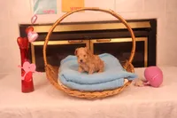 Amber, a female Maltipoo for sale in Fountain Inn, SC – Photo 2 of 10