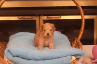 Amber, a female Maltipoo for sale in Fountain Inn, SC – Photo 5 of 10