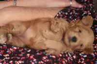 Amber, a female Maltipoo for sale in Fountain Inn, SC – Photo 4 of 10