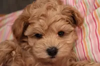 Amber, a female Maltipoo for sale in Fountain Inn, SC – Photo 6 of 10