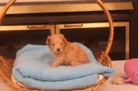 Amber, a female Maltipoo for sale in Fountain Inn, SC – Photo 7 of 10