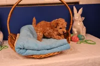 Amber, a female Maltipoo for sale in Fountain Inn, SC – Photo 3 of 10