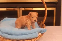 Amber, a female Maltipoo for sale in Fountain Inn, SC – Photo 9 of 10