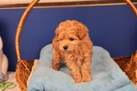 Amber, a female Maltipoo for sale in Fountain Inn, SC – Photo 5 of 10