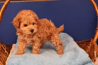 Amber, a female Maltipoo for sale in Fountain Inn, SC – Photo 7 of 10