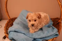 Bailey, a female Maltipoo for sale in Fountain Inn, SC – 9 of 10