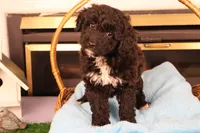 Brittany, a female Poodle - Toy  and Miniature Aussiedoodle for sale in Fountain Inn, SC – Photo 1 of 10