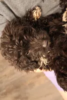 Brittany, a female Poodle - Toy  and Miniature Aussiedoodle for sale in Fountain Inn, SC – Photo 10 of 10