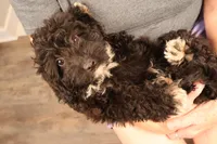 Brittany, a female Poodle - Toy  and Miniature Aussiedoodle for sale in Fountain Inn, SC – Photo 9 of 10