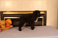 Brittany, a female Poodle - Toy  and Miniature Aussiedoodle for sale in Fountain Inn, SC – Photo 6 of 10