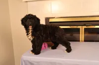 Brittany, a female Poodle - Toy  and Miniature Aussiedoodle for sale in Fountain Inn, SC – Photo 5 of 10