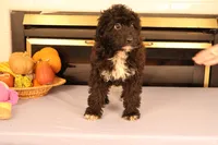 Brittany, a female Poodle - Toy  and Miniature Aussiedoodle for sale in Fountain Inn, SC – Photo 8 of 10