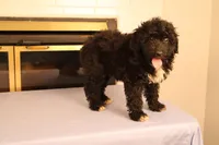Brittany, a female Poodle - Toy  and Miniature Aussiedoodle for sale in Fountain Inn, SC – Photo 2 of 10