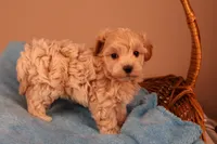 Bailey, a female Maltipoo for sale in Fountain Inn, SC – 6 of 10