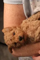 Aggie, a female Maltipoo and Poodle - Toy  for sale in Fountain Inn, SC – Photo 8 of 10