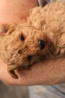 Aggie, a female Maltipoo and Poodle - Toy  for sale in Fountain Inn, SC – Photo 7 of 10