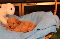 Aggie, a female Maltipoo and Poodle - Toy  for sale in Fountain Inn, SC – Photo 5 of 10