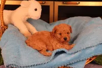 Aggie, a female Maltipoo and Poodle - Toy  for sale in Fountain Inn, SC – Photo 6 of 10