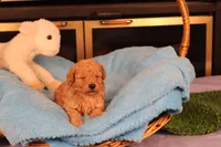 Aggie, a female Maltipoo and Poodle - Toy  for sale in Fountain Inn, SC – Photo 2 of 10