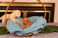 Aggie, a female Maltipoo and Poodle - Toy  for sale in Fountain Inn, SC – Photo 3 of 10