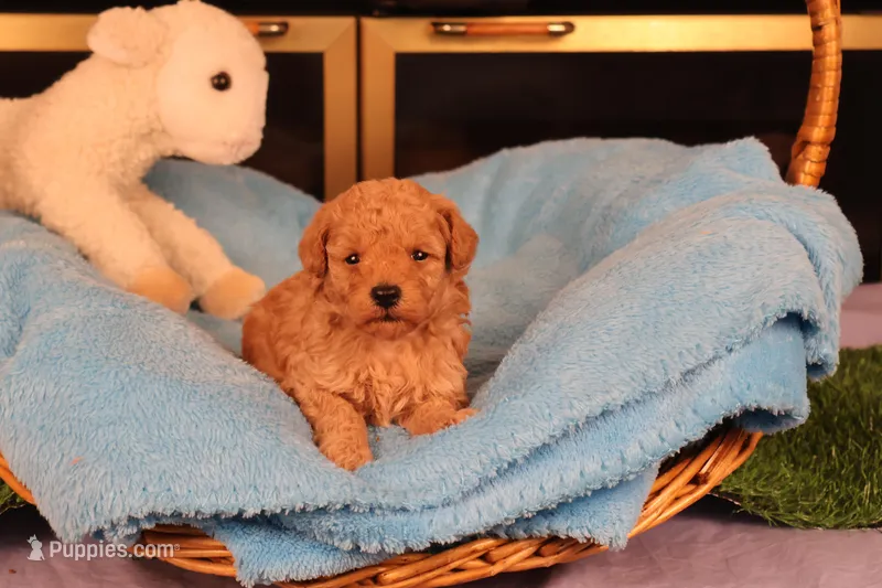 Aggie, a female Maltipoo and Poodle - Toy  for sale in Fountain Inn, SC – Photo 1 of 10