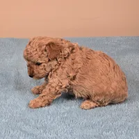 Amy, a female Maltipoo for sale in Fountain Inn, SC – 4 of 5