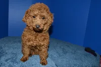 Bear, a male Poodle - Toy  for sale in Fountain Inn, SC – 8 of 8