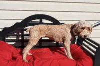 Ellie, a female Poodle - Toy  and Miniature Goldendoodle for sale in Fountain Inn, SC – 5 of 6