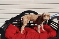 Ellie, a female Poodle - Toy  and Miniature Goldendoodle for sale in Fountain Inn, SC – 2 of 6