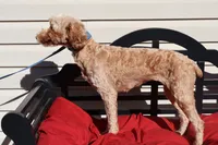 Ellie, a female Poodle - Toy  and Miniature Goldendoodle for sale in Fountain Inn, SC – 3 of 6