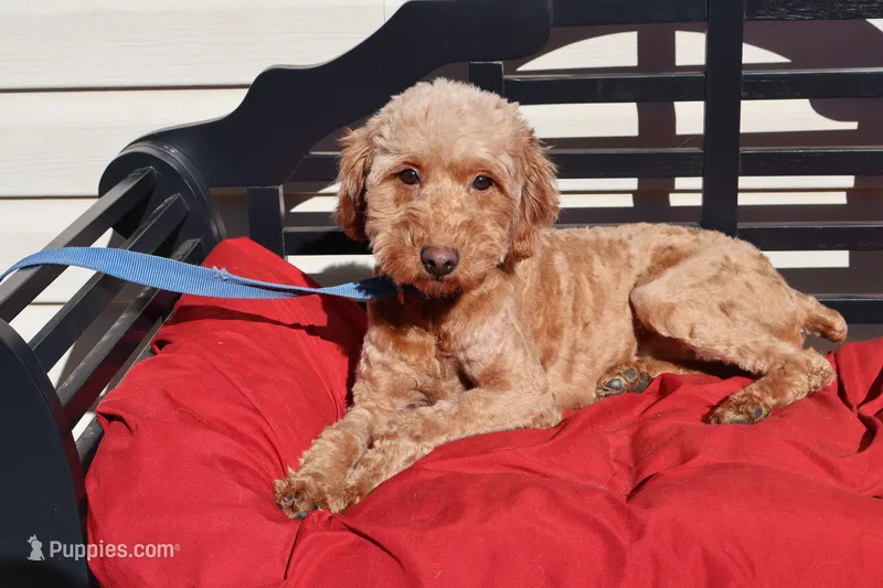 Ellie – Poodle - Toy , Miniature Goldendoodle puppy for sale in Fountain Inn, SC