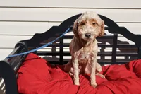Ellie, a female Poodle - Toy  and Miniature Goldendoodle for sale in Fountain Inn, SC – 4 of 6