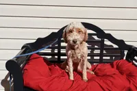 Ellie, a female Poodle - Toy  and Miniature Goldendoodle for sale in Fountain Inn, SC – 6 of 6
