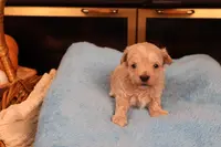 Charlie, a male Maltipoo and Poodle - Toy  for sale in Fountain Inn, SC – Photo 9 of 10