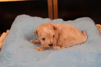 Charlie, a male Maltipoo and Poodle - Toy  for sale in Fountain Inn, SC – Photo 6 of 10